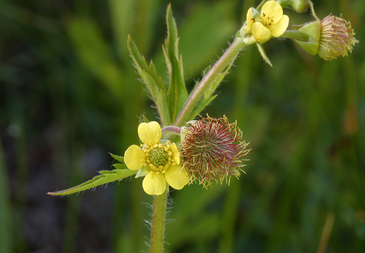 Imagem de Geum macrophyllum Willd.