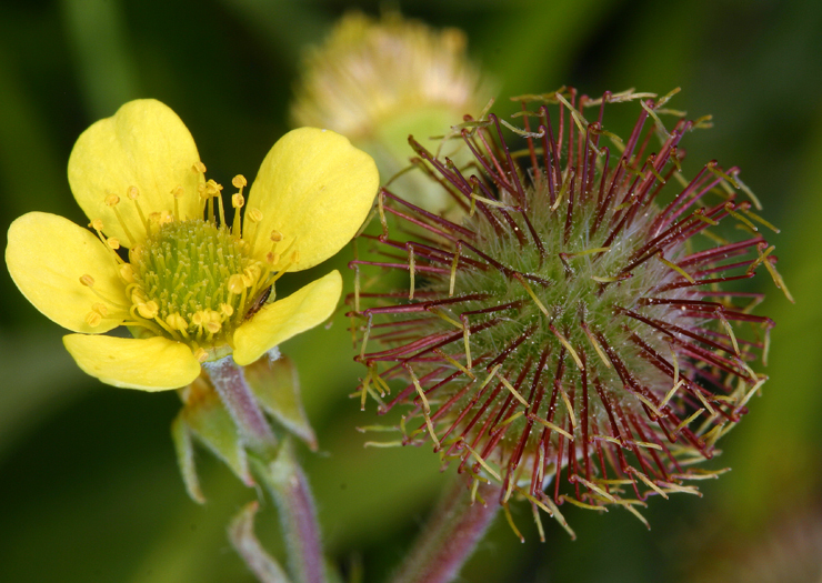 Image of Bigleaf Avens