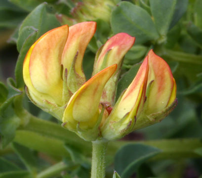 Image de lotier corniculé