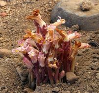 Image of <i>Orobanche fasciculata</i>