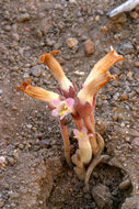 Image of <i>Orobanche fasciculata</i>