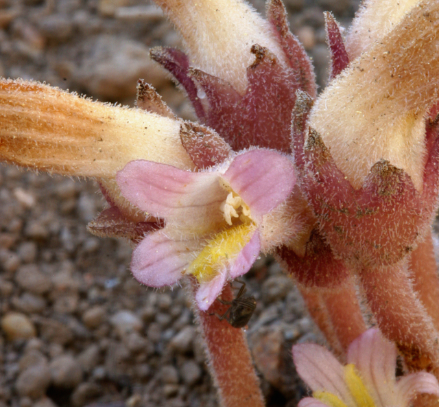 Image of <i>Orobanche fasciculata</i>