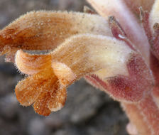 Image of <i>Orobanche fasciculata</i>