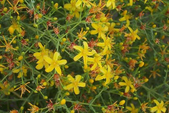 Image of Pyramidal St John's-wort