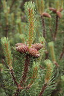 Image of Mountain Pine