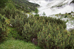 Image of Mountain Pine