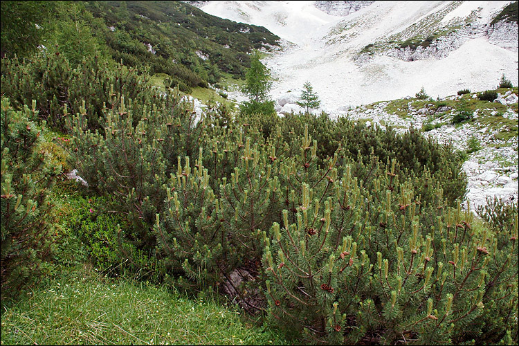 Image of Mountain Pine