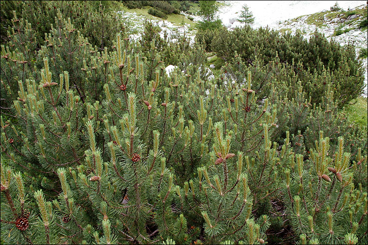 Image of Mountain Pine