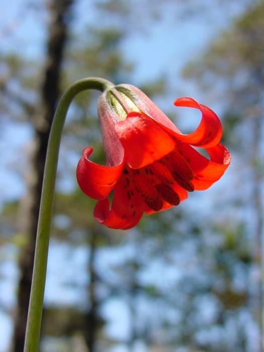 Image de Lilium maritimum Kellogg