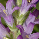 Image of Campanula spicata L.