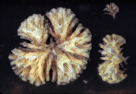 Image of Tubulipora pacifica Robertson 1910