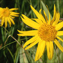 Image of arnica