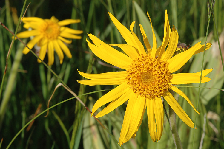 Arnica montana L. resmi