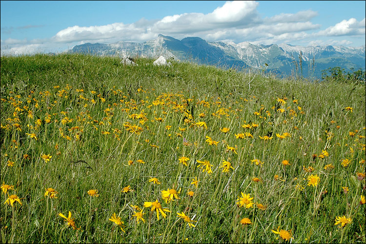 Image of mountain arnica