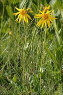 Image of mountain arnica