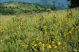 Image of mountain arnica