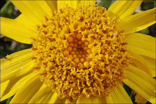 Image of mountain arnica