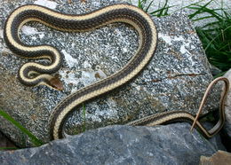 Image of Western Patch-nosed Snake