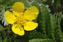 Image of 3 toothed cinquefoil