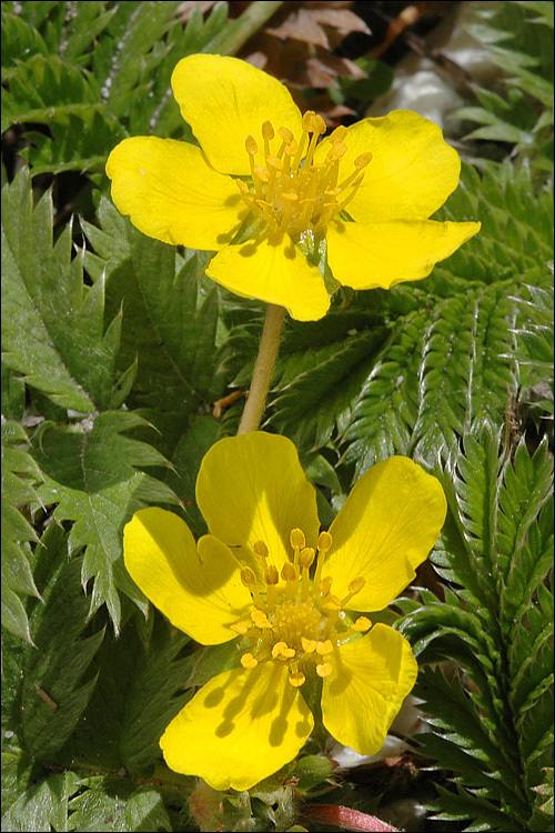 Image of 3 toothed cinquefoil