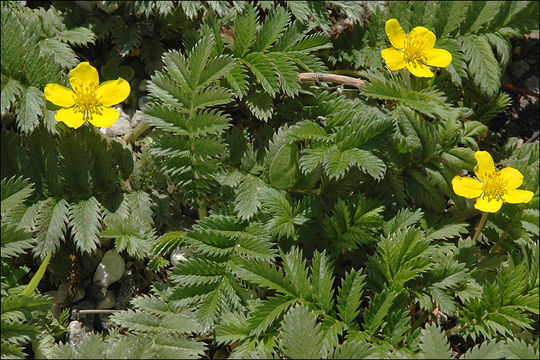 Image of 3 toothed cinquefoil