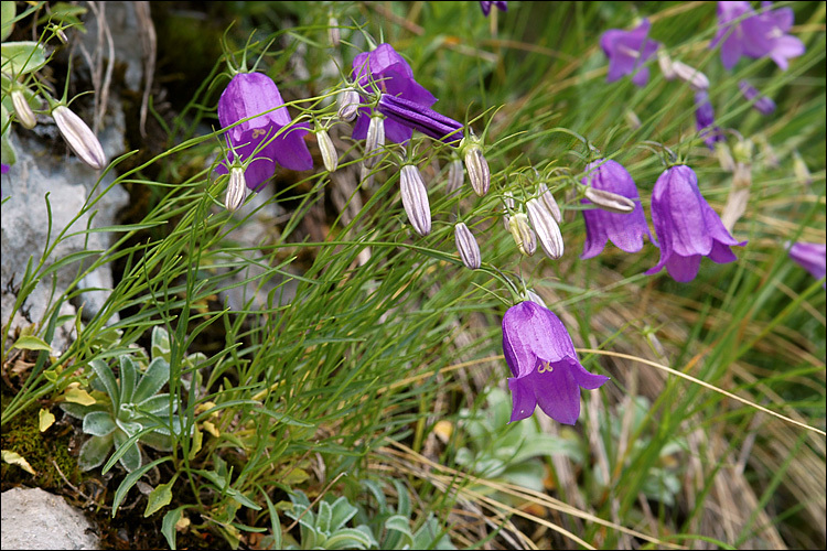 Image of Scheuchzer's Bellflower