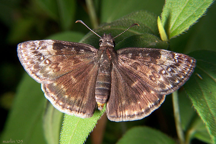 Image of Wild Indigo Duskywing