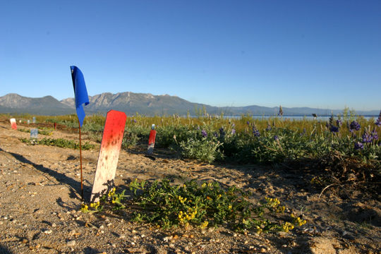 Image of Lake Tahoe yellowcress