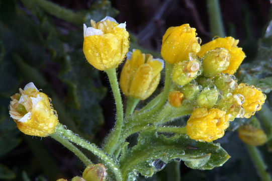 Image of Lake Tahoe yellowcress