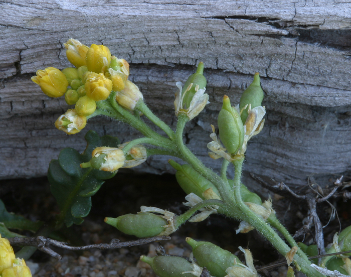 صورة Rorippa subumbellata Rollins