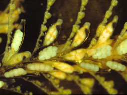 Image of Plumularia Lamarck 1816