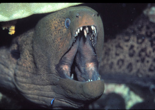 Image of Undulated moray