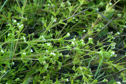 Image of threepetal bedstraw