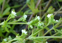 Image of threepetal bedstraw