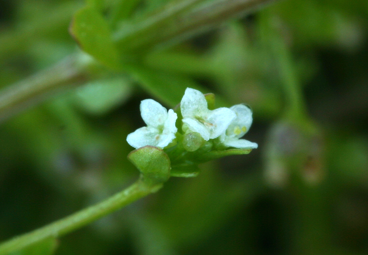 Image of threepetal bedstraw