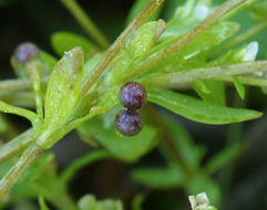 Image of threepetal bedstraw