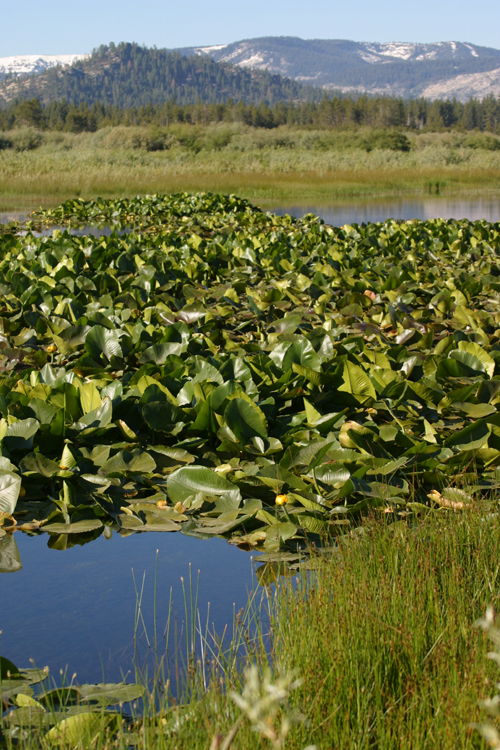 Image of Rocky Mountain pond-lily