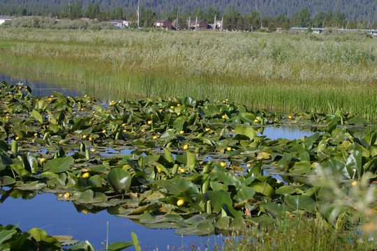 Image of Rocky Mountain pond-lily