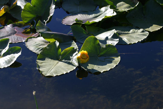 Imagem de Nuphar polysepalum Engelm.