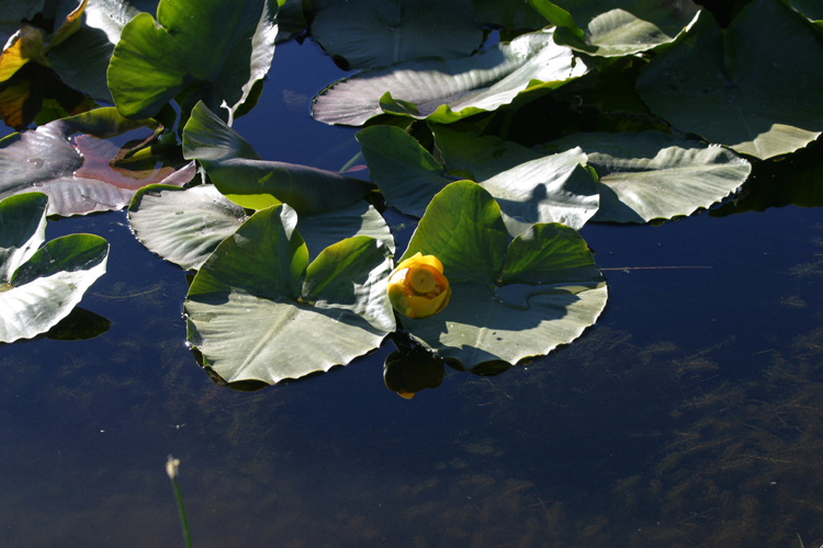 Image of Rocky Mountain pond-lily