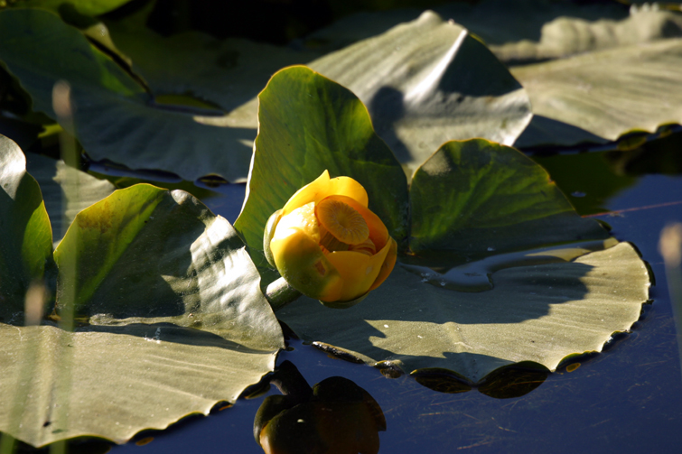 Image of Rocky Mountain pond-lily