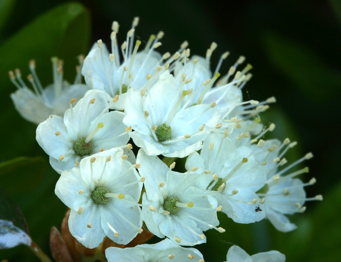 Image de Rhododendron columbianum (Piper) Harmaja