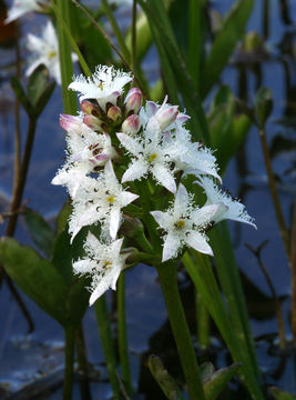 Image of bogbean