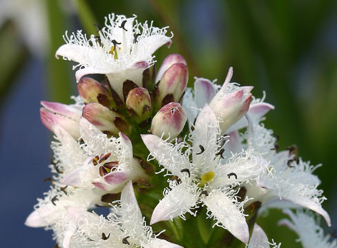 Image of bogbean