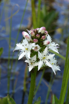 Image of bogbean