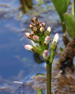 Image of bogbean