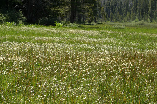 Sivun Antennaria corymbosa E. E. Nelson kuva