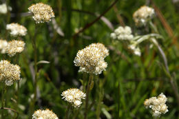 Sivun Antennaria corymbosa E. E. Nelson kuva