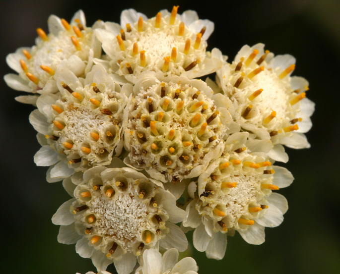 Sivun Antennaria corymbosa E. E. Nelson kuva