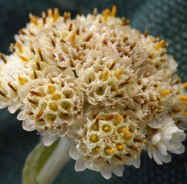 Sivun Antennaria corymbosa E. E. Nelson kuva